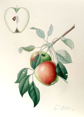 דניאל צוברי - ׳׳תפוח׳׳ 2021. אקוורל על נייר 
36/26 ס׳׳מ 
חתום 
קוקו מתכבדת וגאה להציג בפניכם אמן 