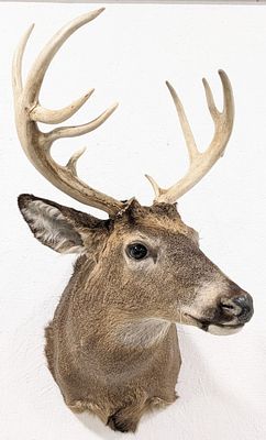 9-Point Whitetail Deer Shoulder Mount Taxidermy. Mount is in nice condition, but two of the 