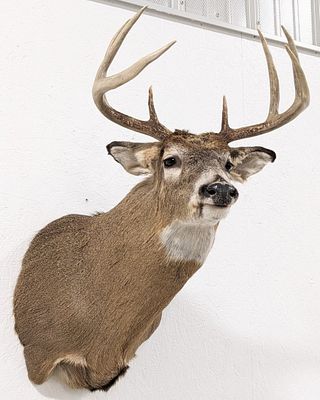 8-Point Whitetail Deer Shoulder Mount Taxidermy. Mount is in very nice condition with minimal 