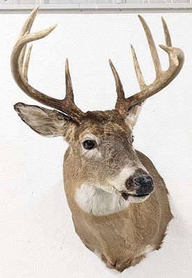 12-Point Whitetail Deer Shoulder Mount Taxidermy. Mount is in very nice condition with minimal 