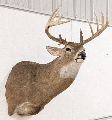 Huge 14-Point Trophy Class Whitetail Deer Shoulder Mount Taxidermy. An absolutely gorgeous deer 