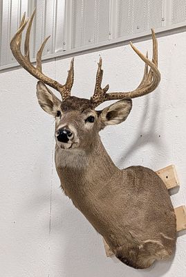 13-Point Whitetail Deer Shoulder Mount Taxidermy. Mount is in very nice condition with minimal 