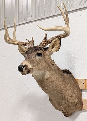 10-Point Whitetail Deer Shoulder Mount Taxidermy. Mount is in nice condition with some splitting 