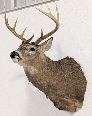 10-Point Whitetail Deer Shoulder Mount Taxidermy. Mount is in very nice condition with light 