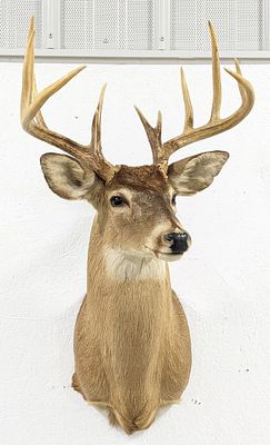 Large 12-Point Whitetail Deer Shoulder Mount Taxidermy. Mount is in good condition with light 