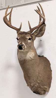 10-Point Whitetail Deer Shoulder Mount Taxidermy. Mount is in nice condition with light wear 