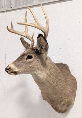 8-Point Whitetail Deer Shoulder Mount Taxidermy. Mount is in nice condition with light wear from 