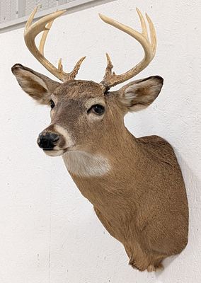 9-Point Whitetail Deer Shoulder Mount Taxidermy. Mount is in very nice condition with the 