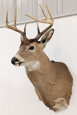 8-Point Whitetail Deer Shoulder Mount Taxidermy. Mount is in very nice condition. Overall 