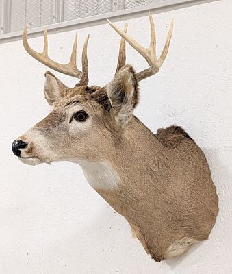 8-Point Whitetail Deer Shoulder Mount Taxidermy. Mount is in nice condition with the metal hang 