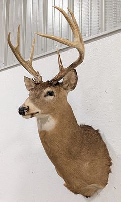 10-Point Whitetail Deer Shoulder Mount Taxidermy. Mount is in nice condition with really thick 