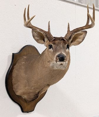 8-Point Whitetail Deer Shoulder Mount Taxidermy on Plaque. Mount is in nice condition with light 