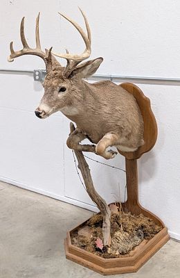 10-Point Whitetail Deer Half Mount Taxidermy on Base. Mount is in a running jumping pose going 