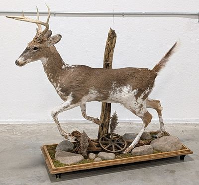 Gorgeous Jumping Piebald Whitetail Deer Full Body Taxidermy Mount on Habitat Base. Mount has a 