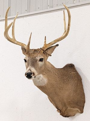 7-Point Whitetail Deer Shoulder Mount Taxidermy. Mount is in very nice condition with the 