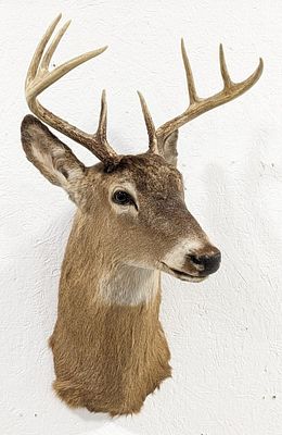 8-Point Whitetail Deer Shoulder Mount Taxidermy. Mount is in good condition with light wear from 