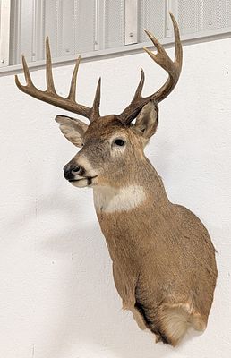 10-Point Whitetail Deer Shoulder Mount Taxidermy. Mount is in very nice condition with light 