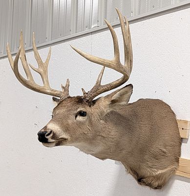 14-Point Whitetail Deer Shoulder Mount Taxidermy. Mount is in very nice condition with minimal 