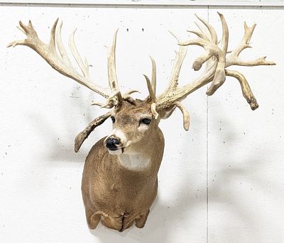 20+ Point Non-Typical Whitetail Deer Shoulder Mount Taxidermy. Another gorgeous non-typical 