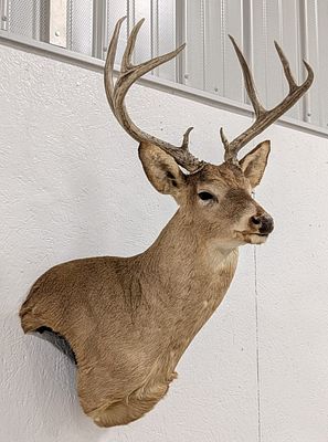 8-Point Whitetail Deer Shoulder Mount Taxidermy. Mount is in nice condition with some slightly 