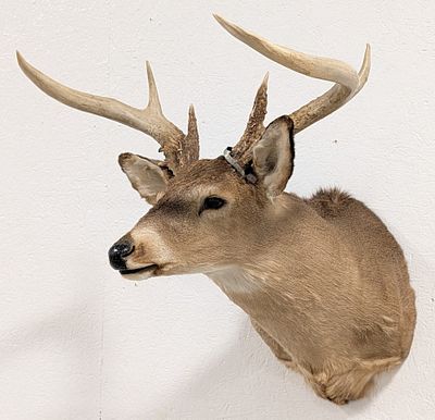 Non-Typical Whitetail Deer Shoulder Mount Taxidermy. Mount features large singular mast antlers 