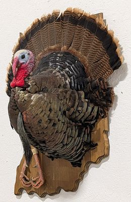 Tom Turkey Half Body Taxidermy Mount on Indiana Plaque. Mount features a puffed out tom turkey 