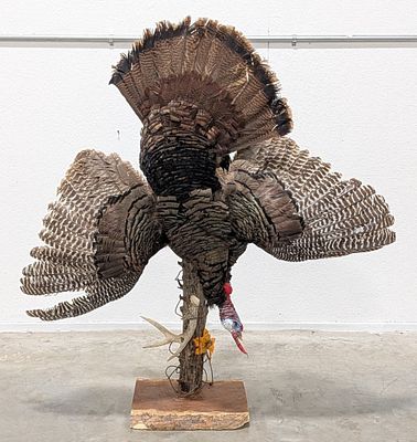 Big Tom Turkey Hanging Harvest Full Body Taxidermy Mount. Mount is posed upside down hanging by 