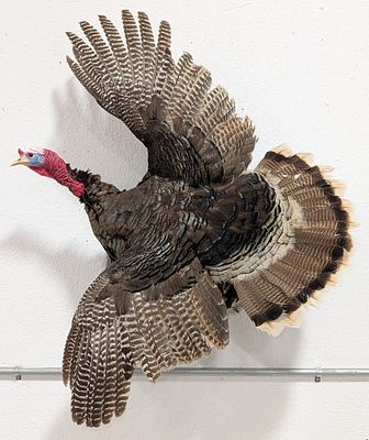 Flying Tom Turkey Full Body Taxidermy Wall Mount. Mount is in good condition with a faux head 