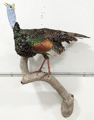Ocellated Turkey Full Body Taxidermy Wall Mount. A very gorgeous looking bird with its 