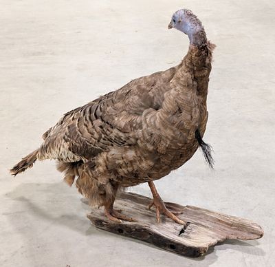 Strutting Turkey Full Body Taxidermy Mount. Mount is in like new condition. Overall measures 