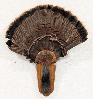 Turkey Fan & Beard Taxidermy Display on Plaque. Display is in very nice condition. Overall 