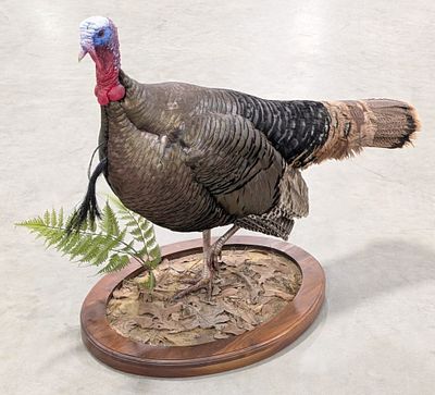 Tom Turkey Full Body Taxidermy Mount on Base. Mount is in very nice condition with glossy 