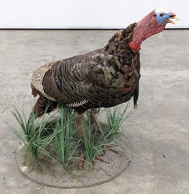 Full Body American Tom Turkey Taxidermy Mount on Base. Mount is in nice condition with nice 