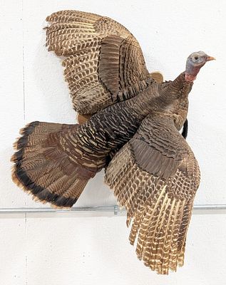Flying Tom Turkey Full Body Taxidermy Wall Mount. Mount is in nice condition with some light 