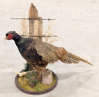 Melanistic Pheasant Full Body Taxidermy w/ Habitat Base. Mount is in great condition with 