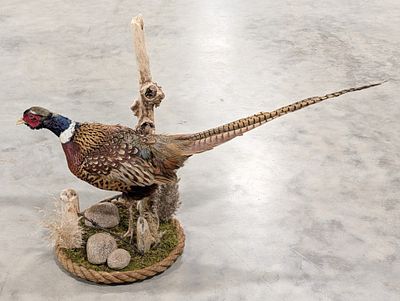 Walking Ring Neck Pheasant Full Body Taxidermy w/ Habitat Base. Mount is in very nice condition 