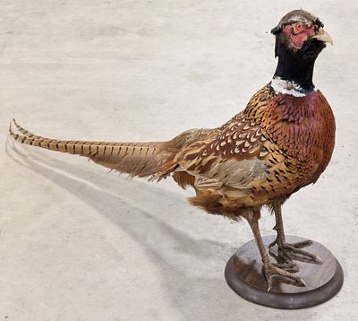 Standing Ring Necked Pheasant Full Body Taxidermy. Mount is in like new condition. Overall 