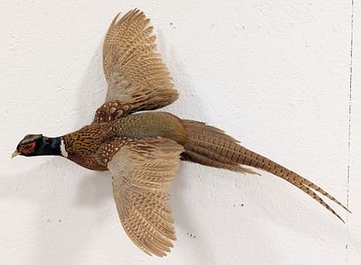 Flying Ring Neck Pheasant Full Body Taxidermy Wall Mount. Mount is in like new condition. 