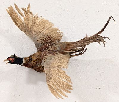 Ring Necked Pheasant Full Body Taxidermy Wall Mount. Mount is in good condition with some bent / 