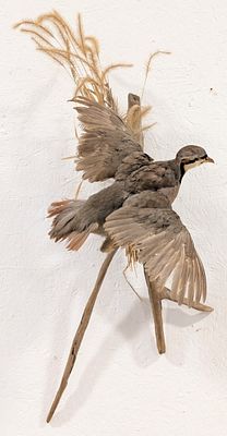 Flying Chucar Partridge Full Body Taxidermy Mount on Driftwood. Mount is in nice condition with 
