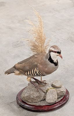 Idaho Chukar Full Body Taxidermy Mount w/ Habitat Base. Mount is in very nice condition. Overall 