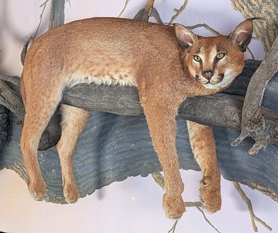 Resting Caracal Full Body Taxidermy Wall Mount on Driftwood. AWESOME Resting Caracal Full Body 