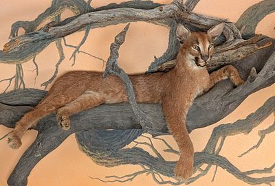 Resting Caracal Full Body Taxidermy Wall Mount on Driftwood.? This is another next level 