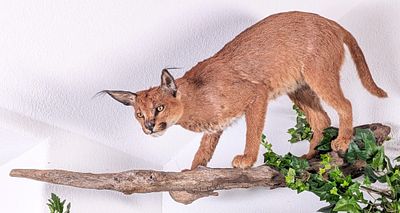 Full Body Caracal Taxidermy Wall Mount on a Drift Wood Base. Full body Caracal Wall Taxidermy 