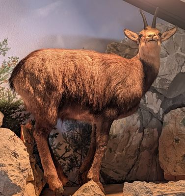 Chamois Full Body Taxidermy Mount No Base. Mount is in very nice condition with light wear from 