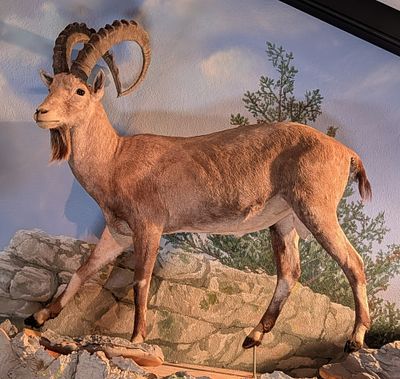 Nubian Ibex Full Body Taxidermy Mount No Base. Mount is in very nice condition with light wear 