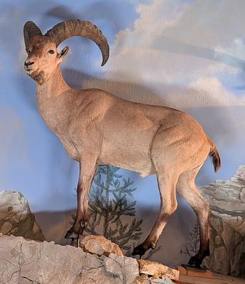 Caucasian Tur Full Body Taxidermy Mount No Base. Mount is in very nice condition with light 