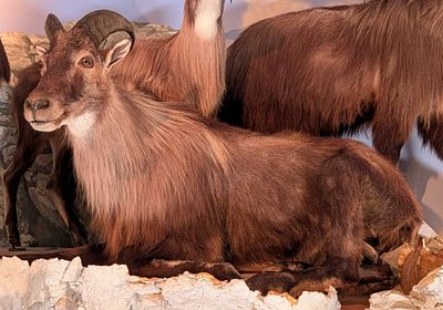 Resting Himalayan Tahr Full Body Taxidermy Mount No Base. Mount is in very nice condition with 
