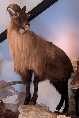 Himalayan Tahr Full Body Taxidermy Mount No Base. Mount is in very nice condition with light 