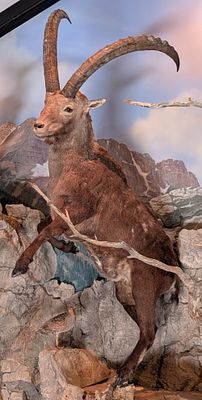 Alpine Ibex Full Body Taxidermy Mount No Base. Mount is in very nice condition with light wear 